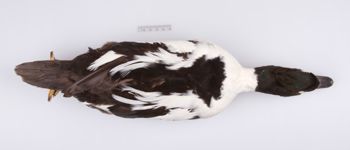 Media type: image;   Ornithology 251822